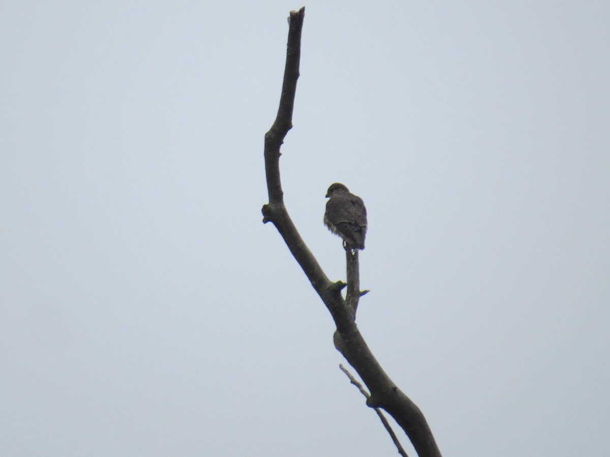 Smeriglio - ML646252889