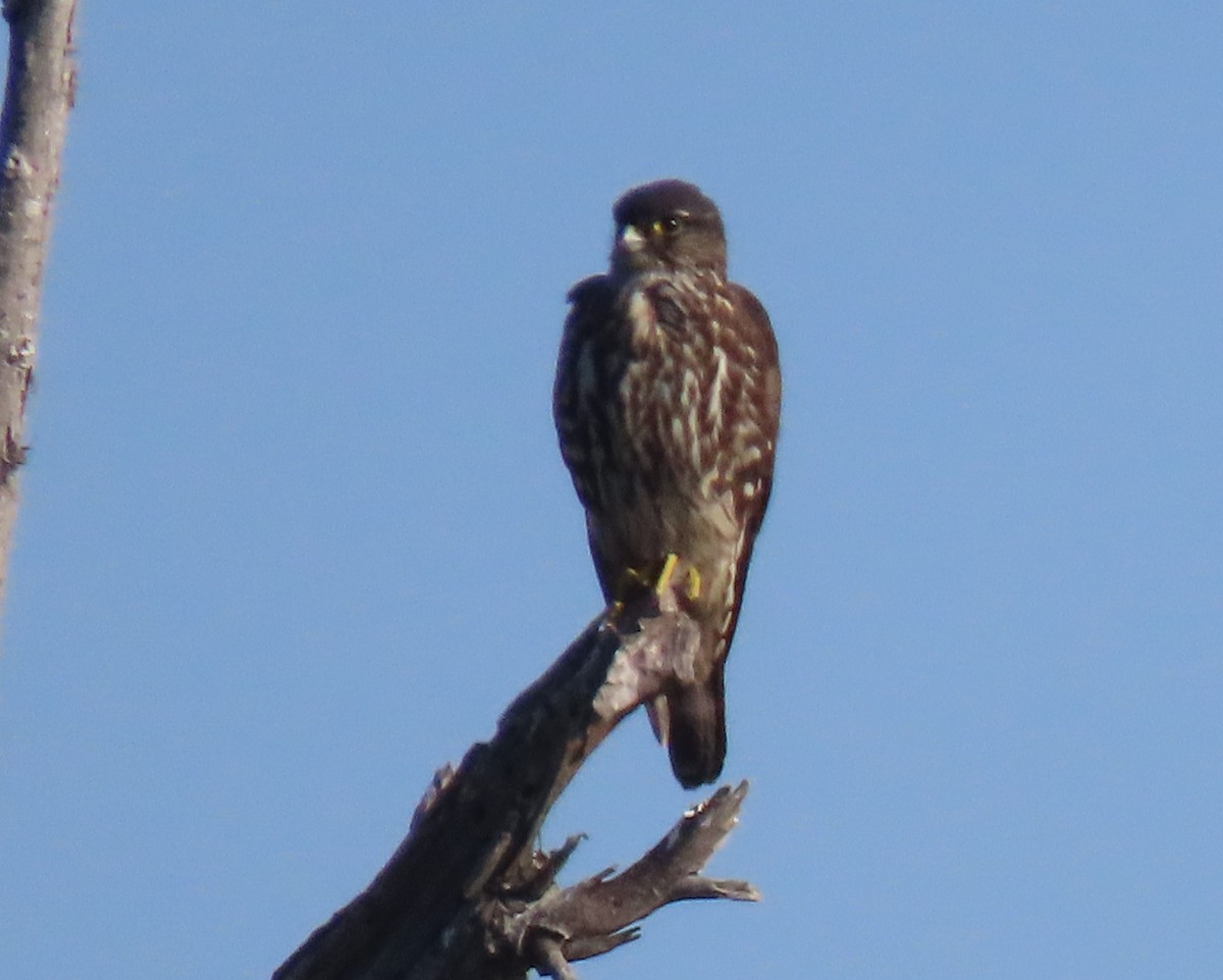 Merlin (Black) - ML646252893