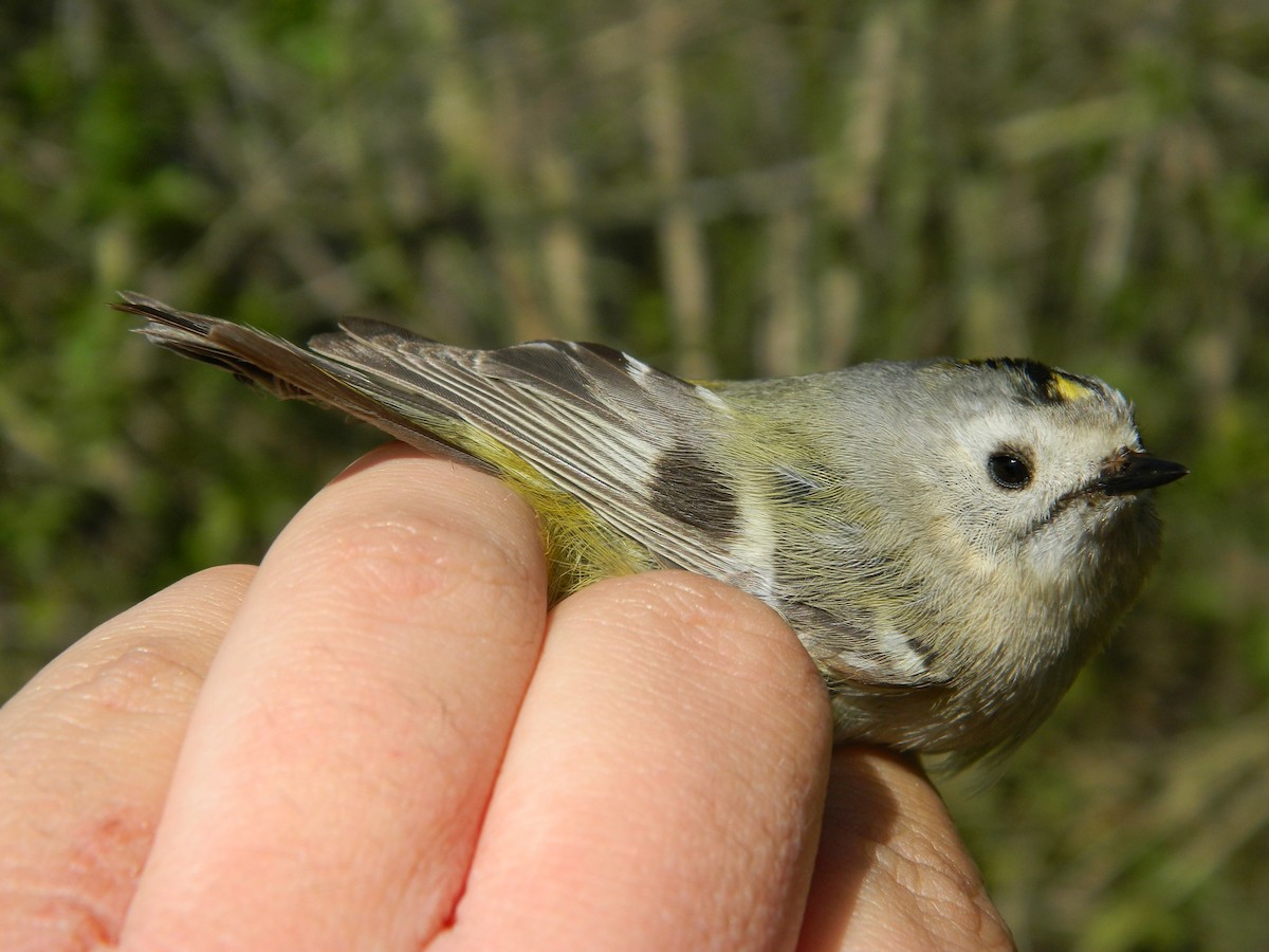 Goldcrest - ML646252894