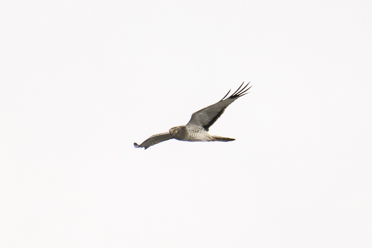 Northern Harrier - ML646252895