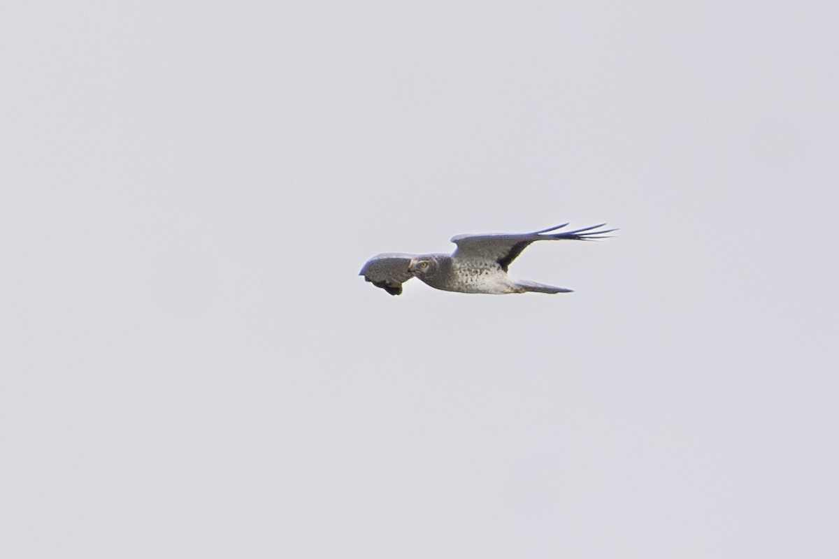 Northern Harrier - ML646252896