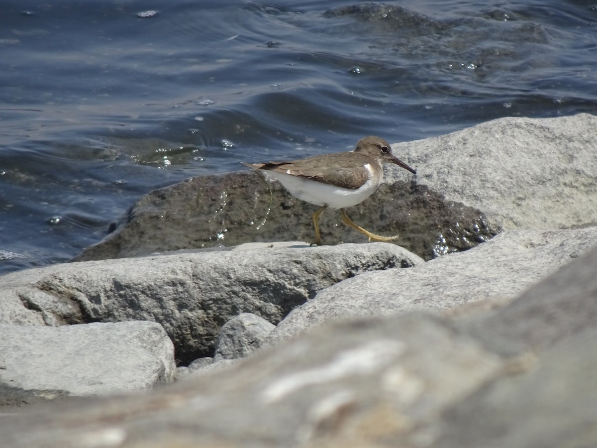 Spotted Sandpiper - ML646252898