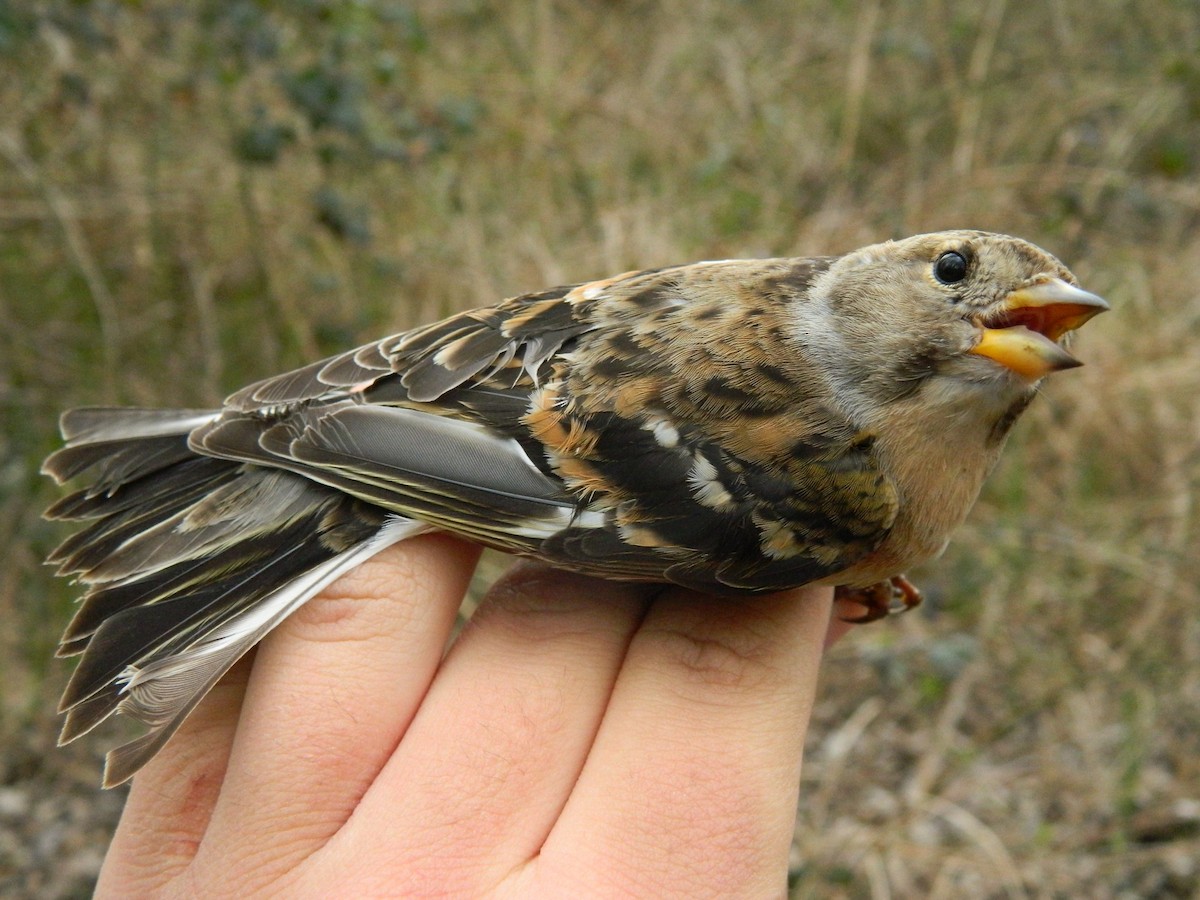 Brambling - ML646252899