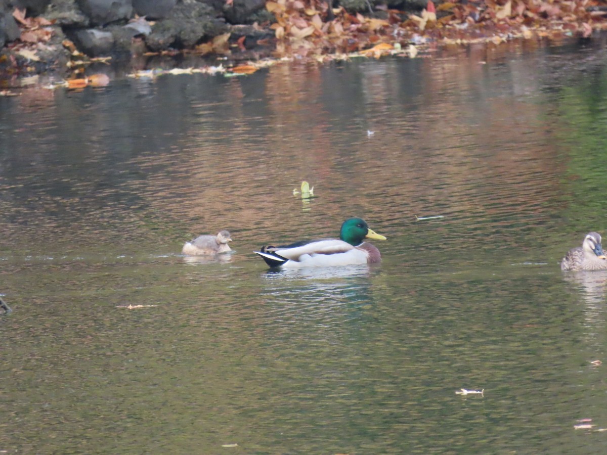 Mallard - ML646252900