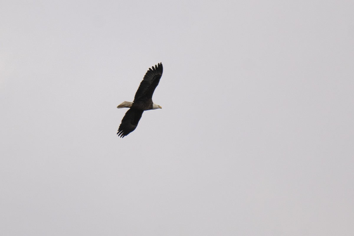 Bald Eagle - ML646252901