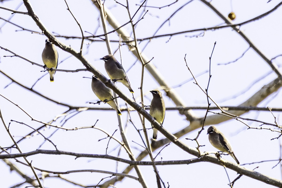 Cedar Waxwing - ML646252902
