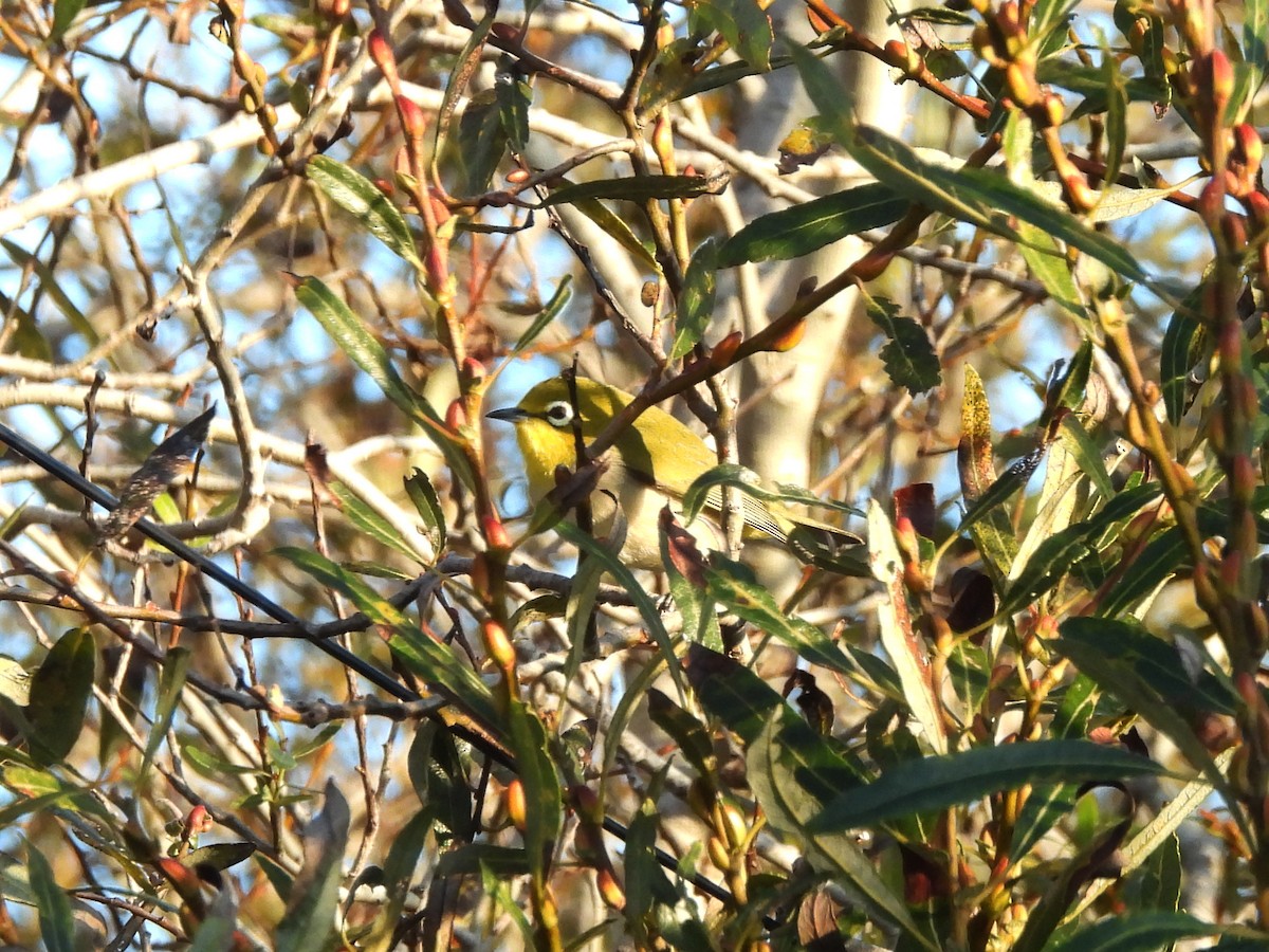 Swinhoe Gözlükçüsü - ML646252903