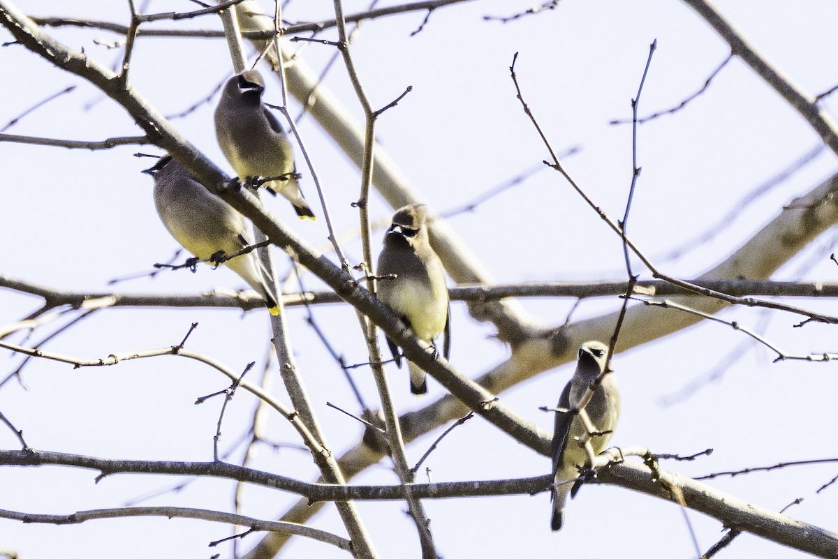 Cedar Waxwing - ML646252904