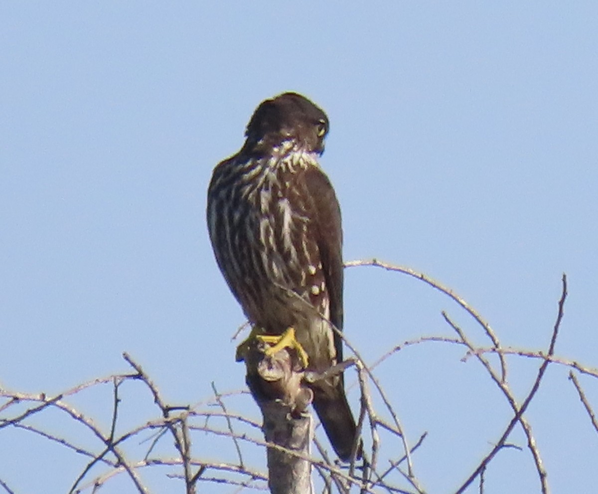 Merlin (Black) - ML646252905