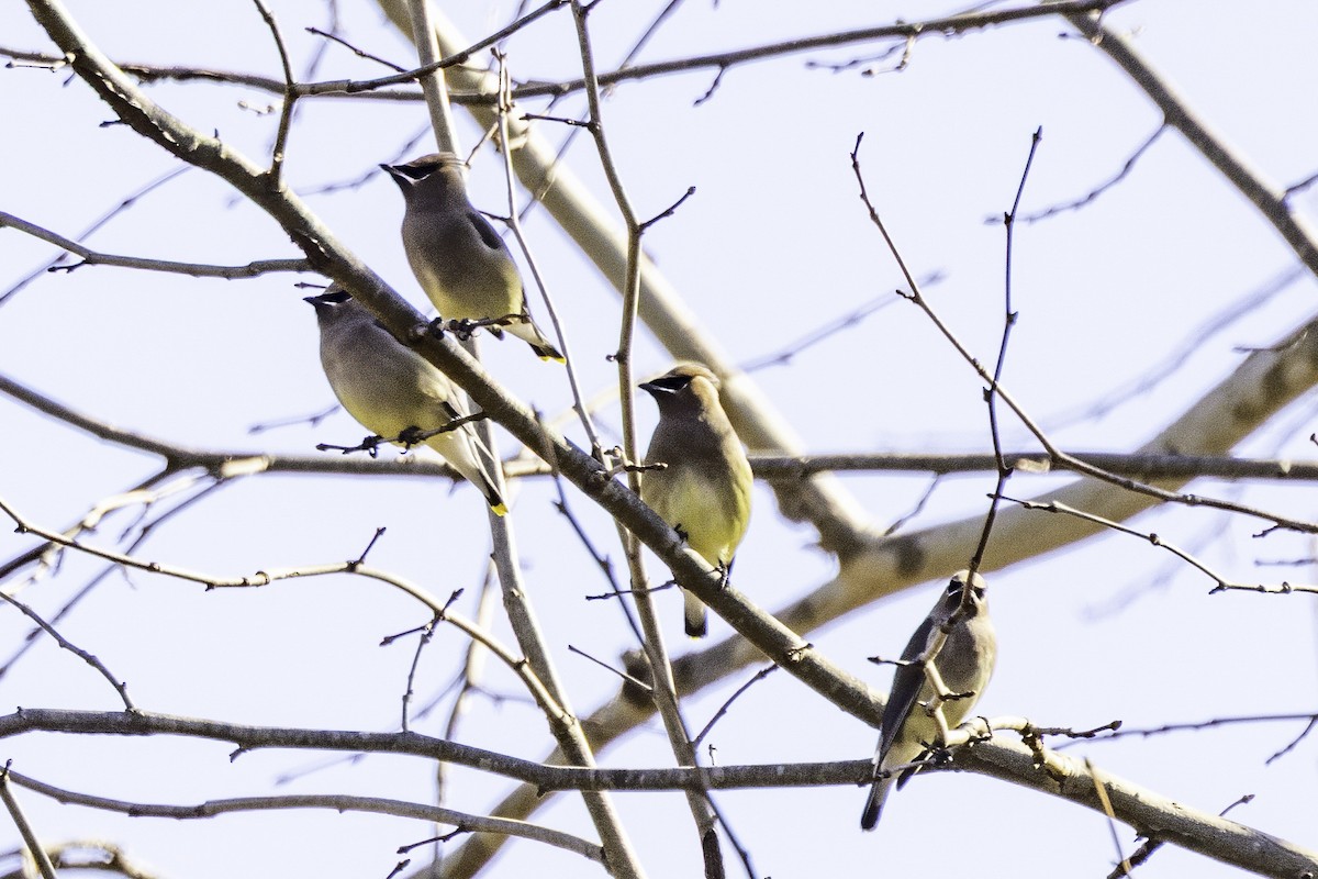 Cedar Waxwing - ML646252906