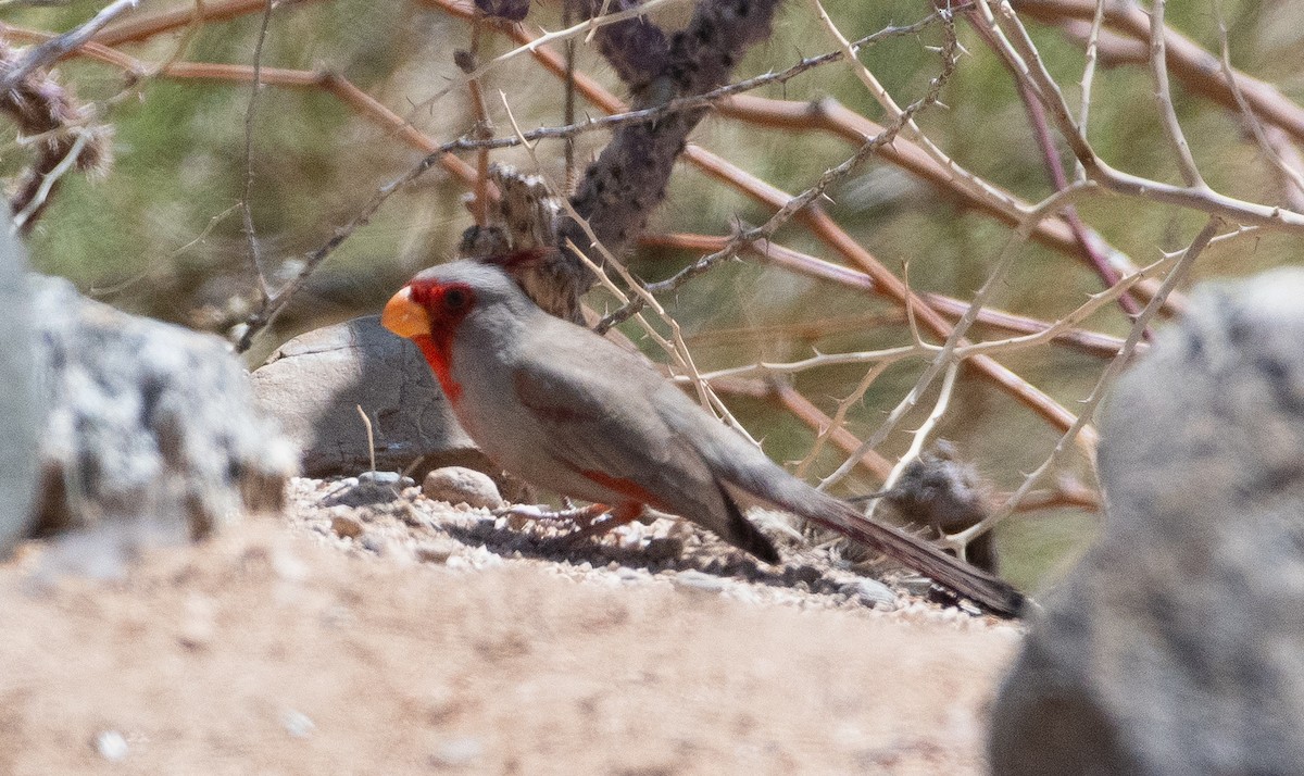 Pyrrhuloxia - ML646252907
