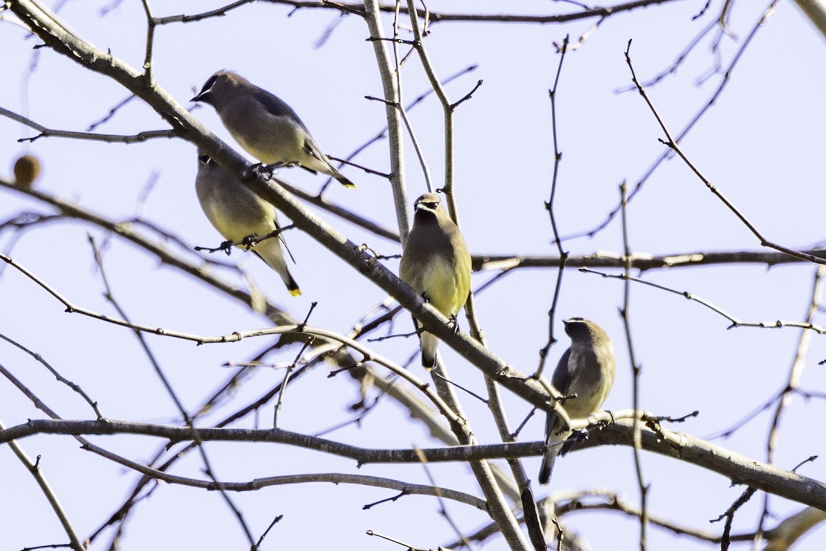 Cedar Waxwing - ML646252908