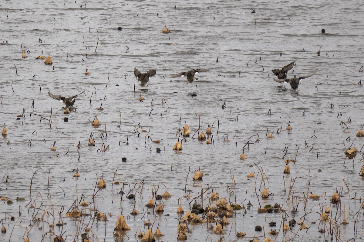 Gadwall - ML646252910