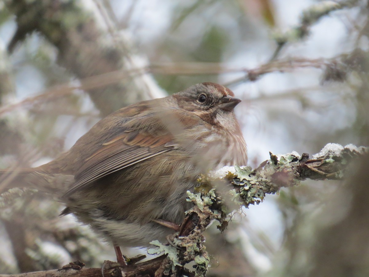 Song Sparrow - ML646252911