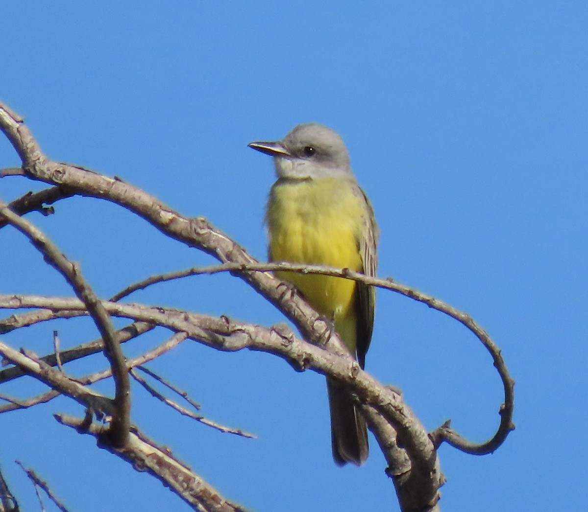 Tropical Kingbird - ML646252912