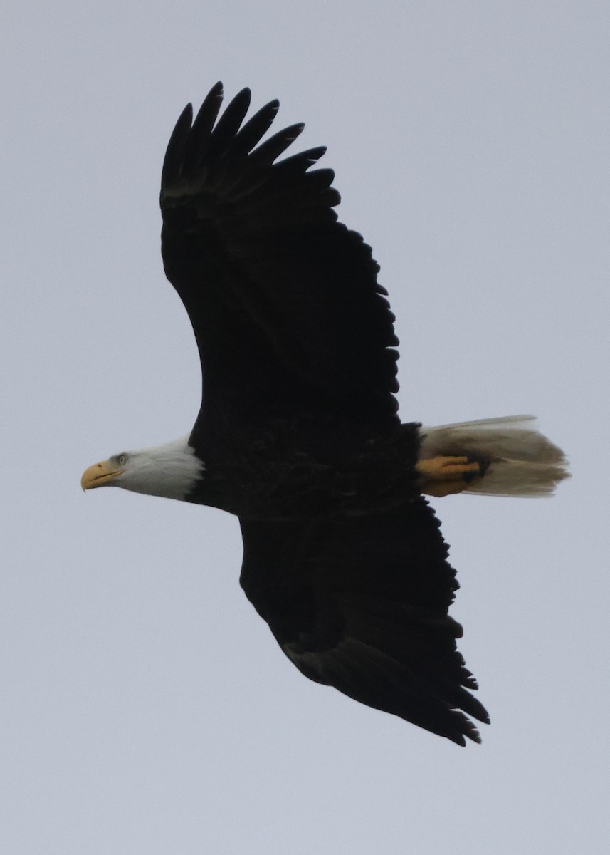 Bald Eagle - ML646252913