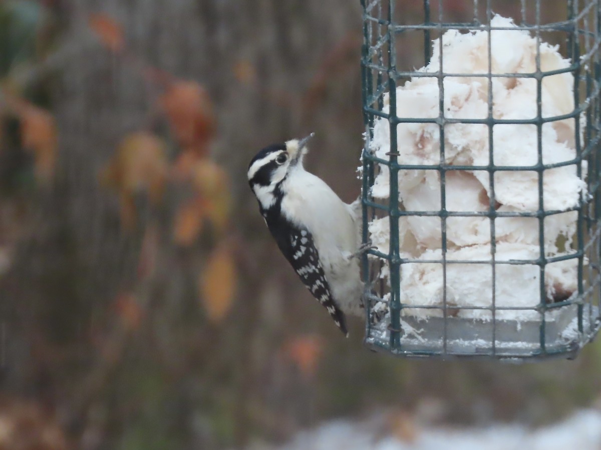 Downy Woodpecker - ML646252914