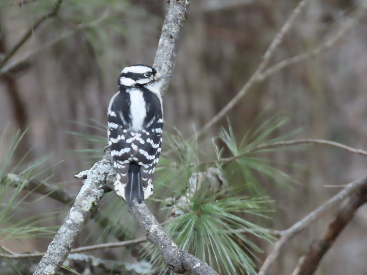 Downy Woodpecker - ML646252915