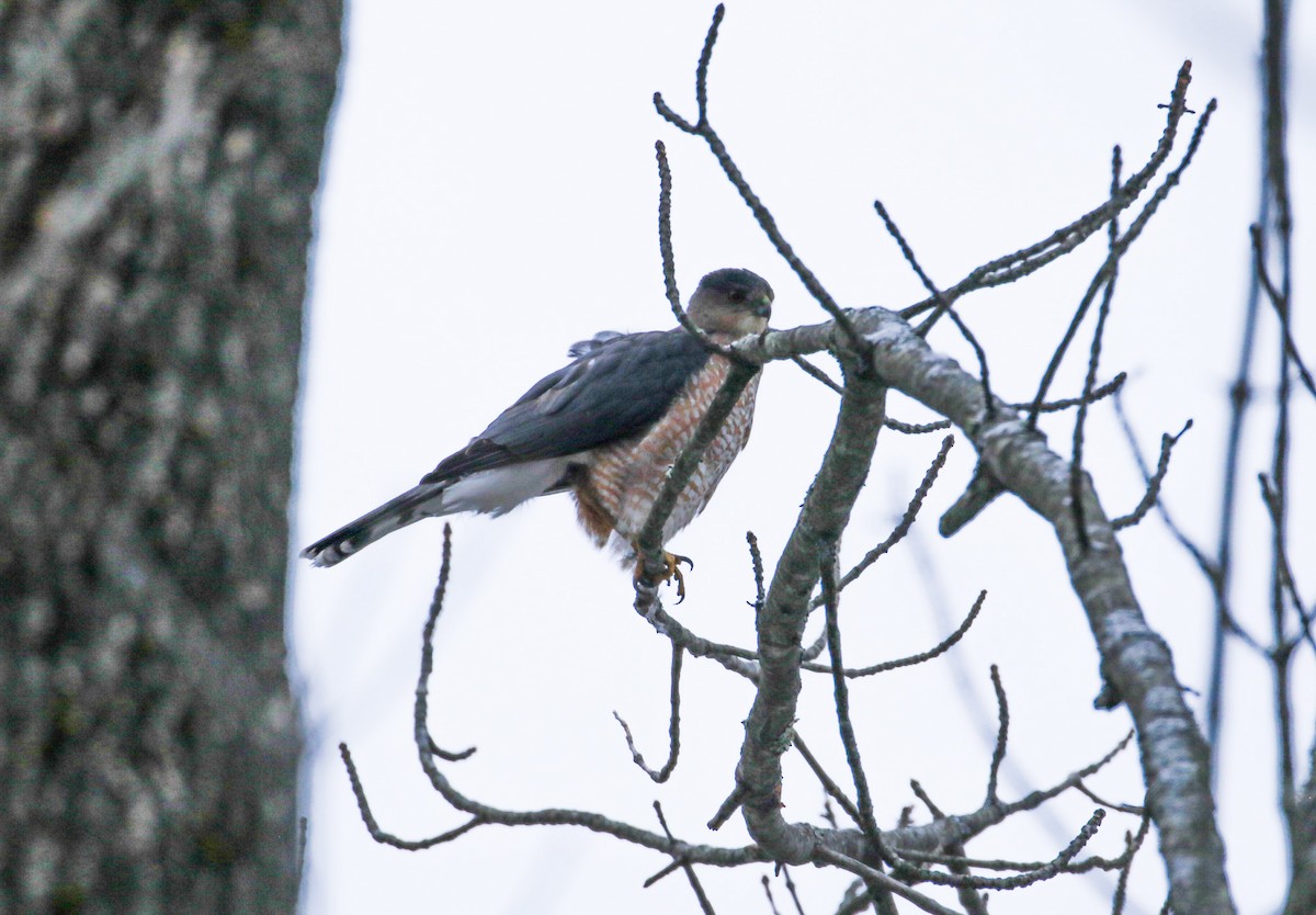 Cooper's Hawk - ML646252916