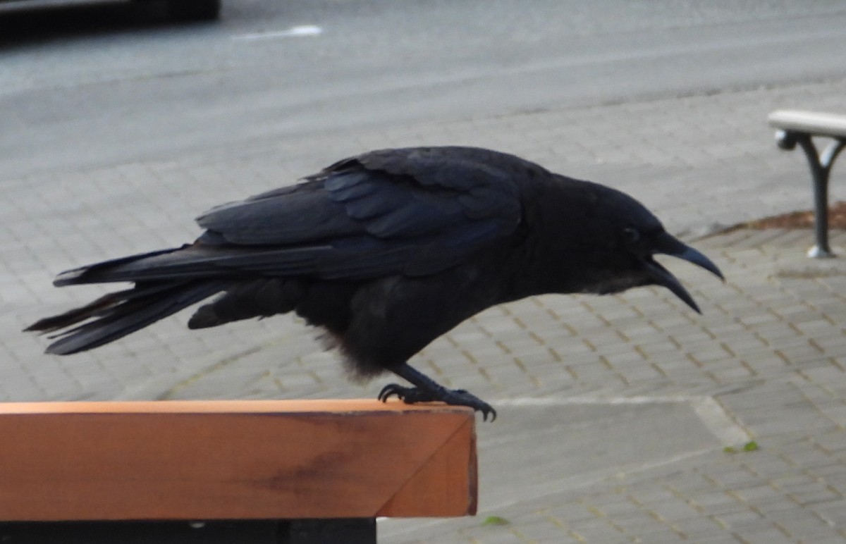 American Crow - ML646252917