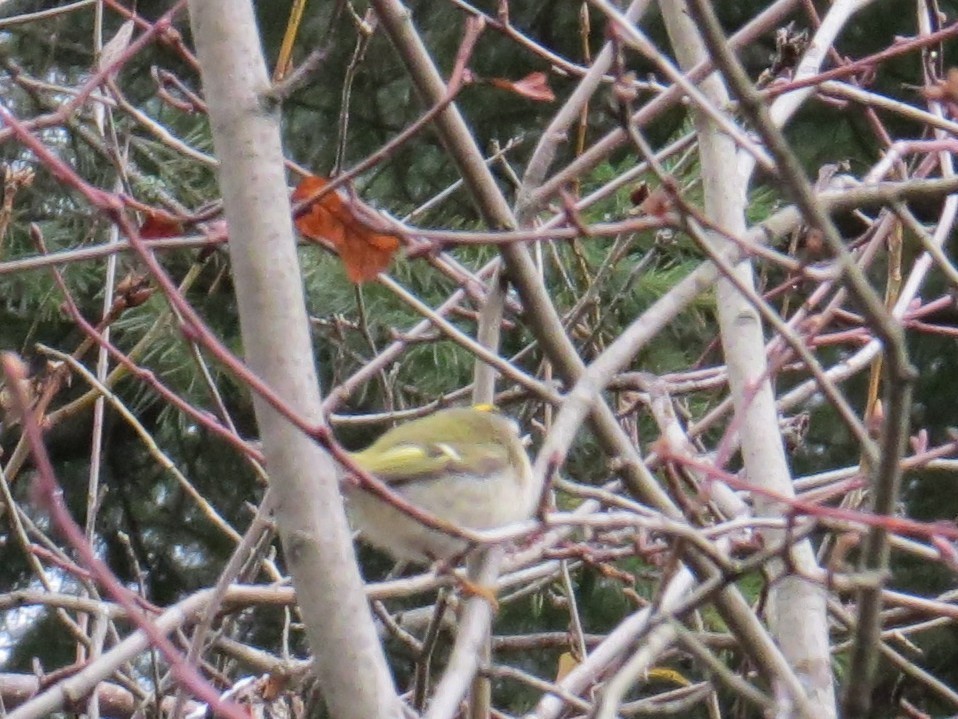 Golden-crowned Kinglet - ML646252919