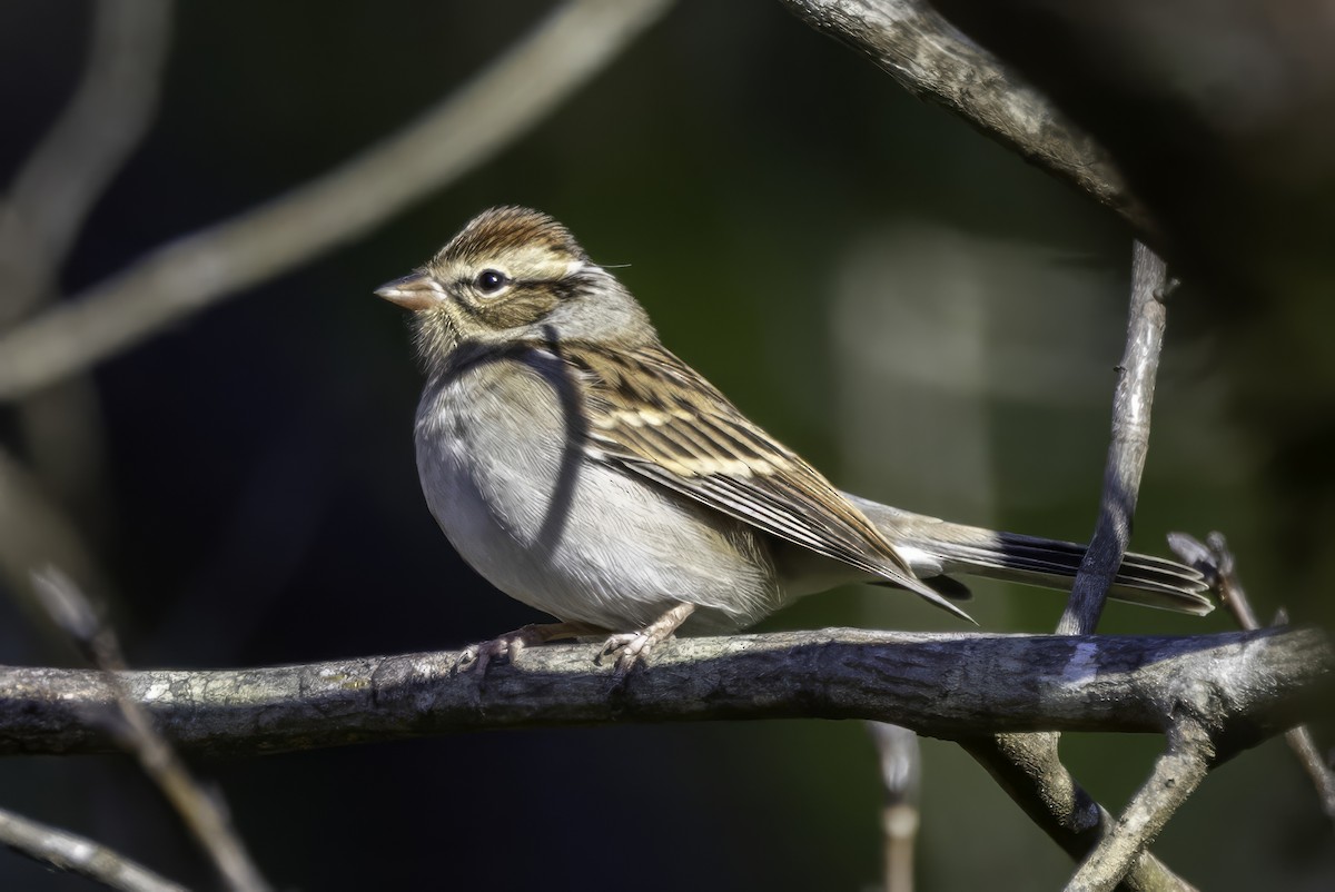 Chipping Sparrow - ML646252920