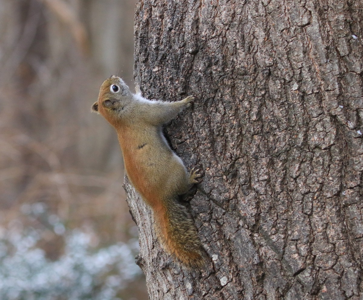 American Red Squirrel - ML646252922