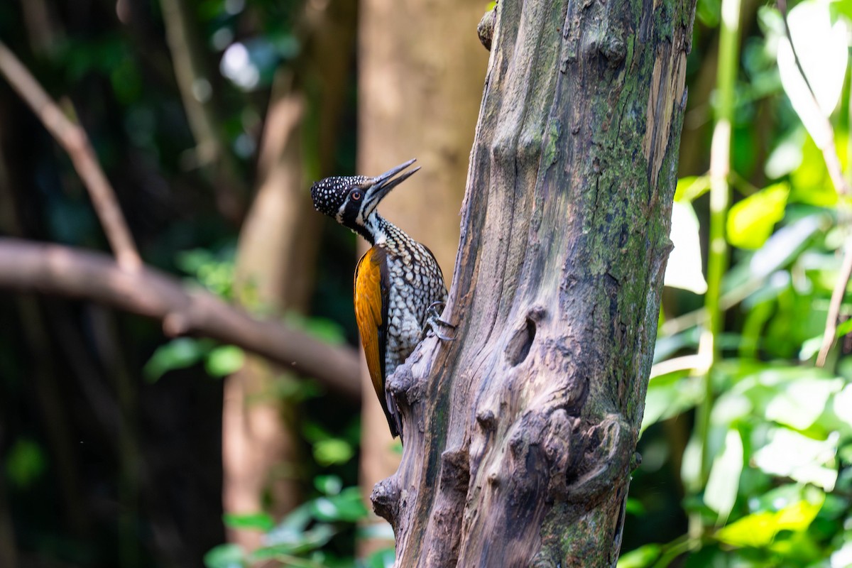 Greater Flameback - ML646252926
