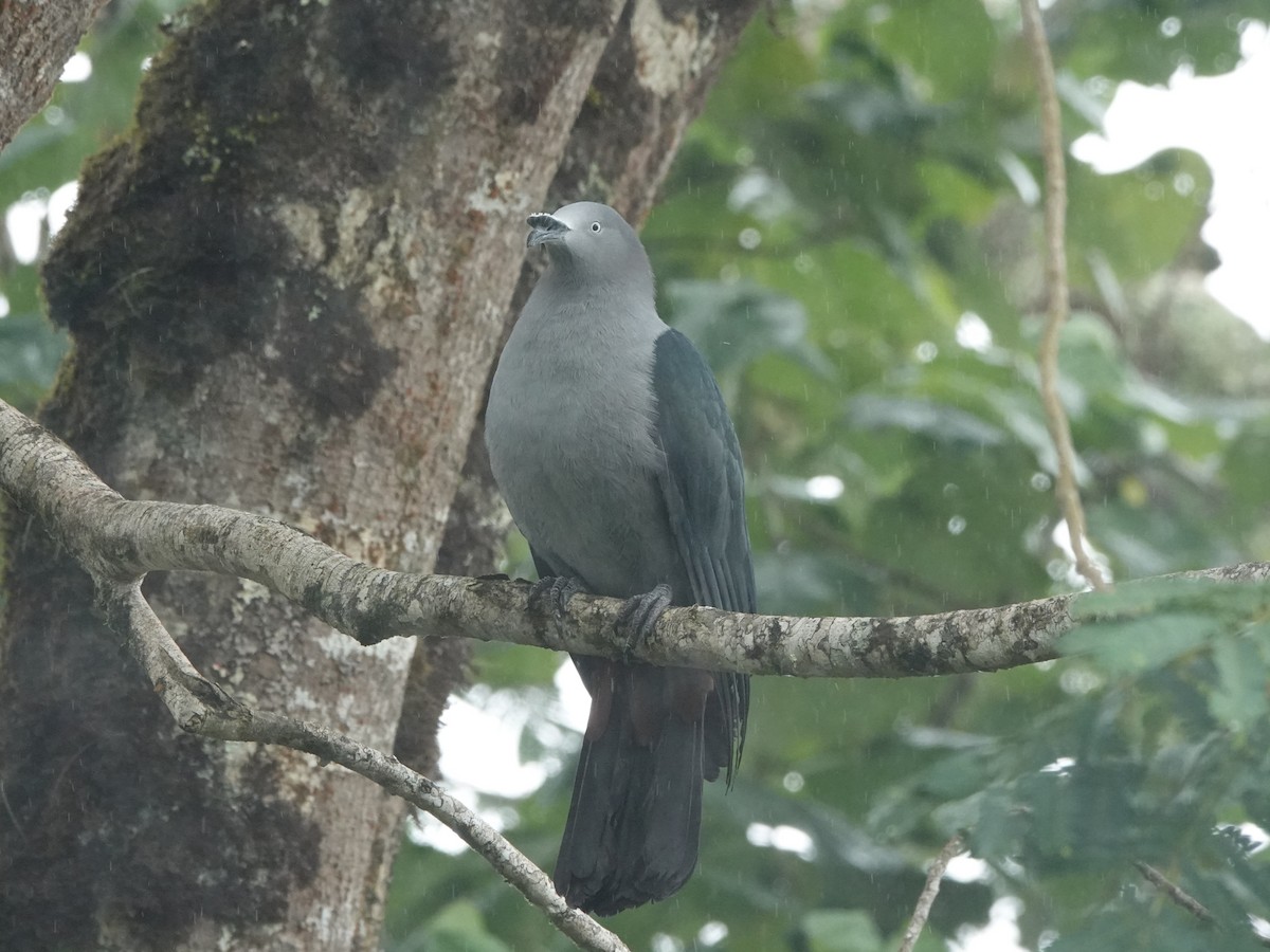 Nuku Hiva Imperial-Pigeon - ML646252927