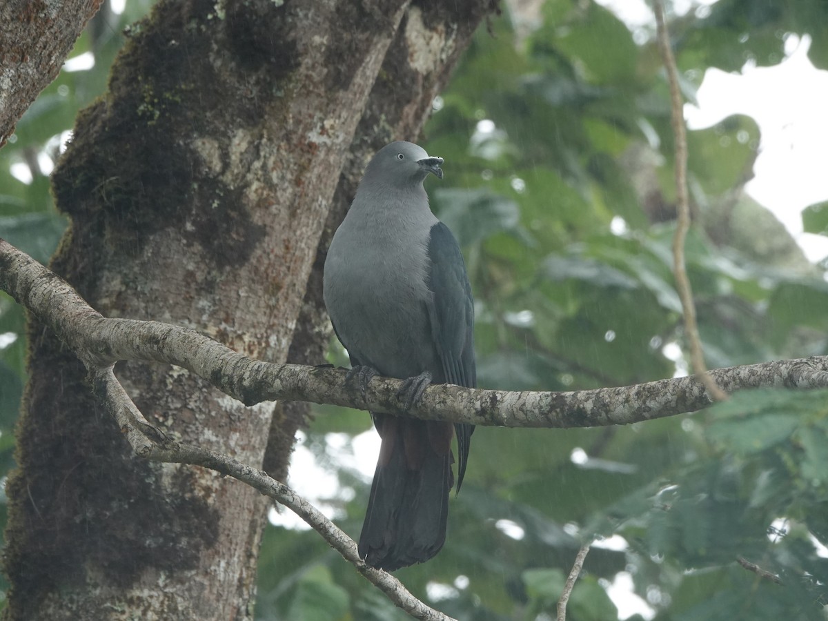 Nuku Hiva Imperial-Pigeon - ML646252928