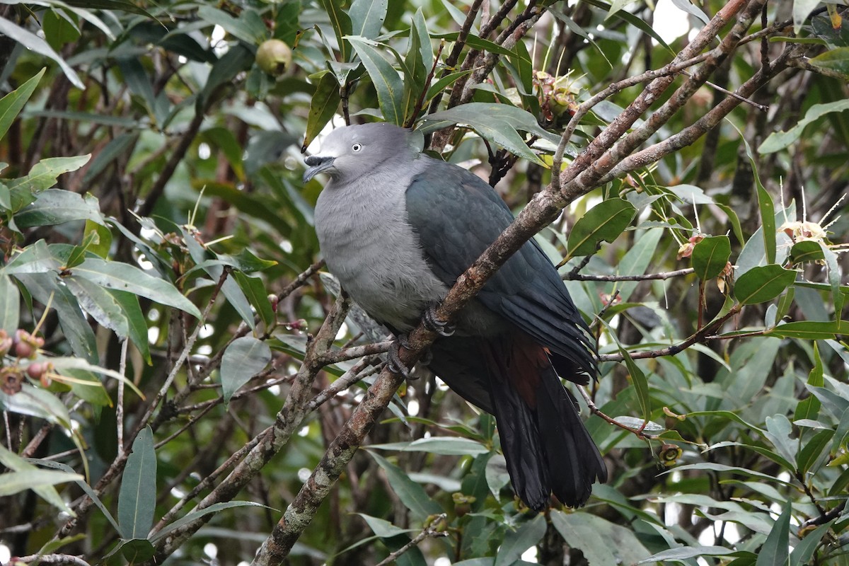 Nuku Hiva Imperial-Pigeon - ML646252929