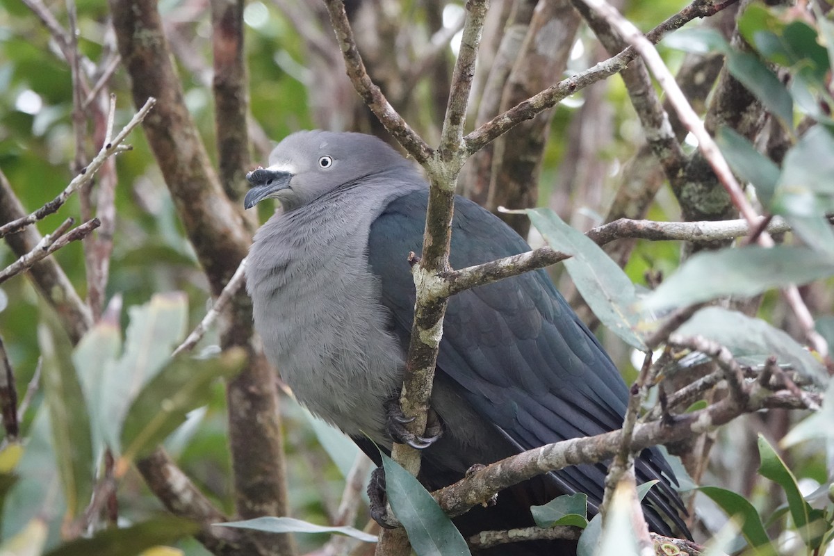 Nuku Hiva Imperial-Pigeon - ML646252931