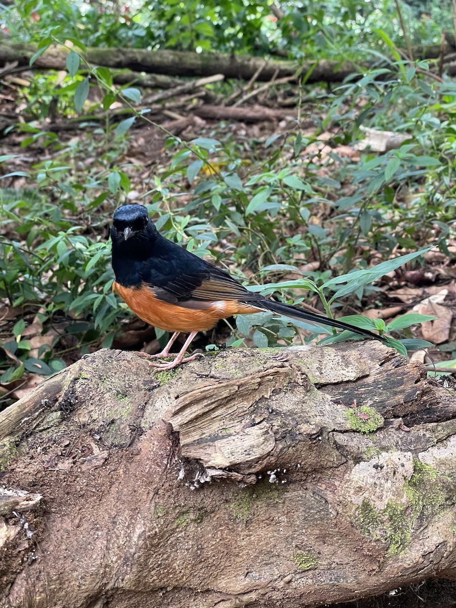White-rumped Shama - ML646252933