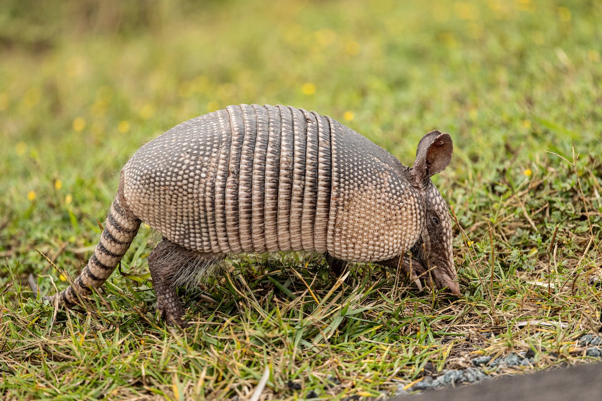 Armadillos - ML646252935