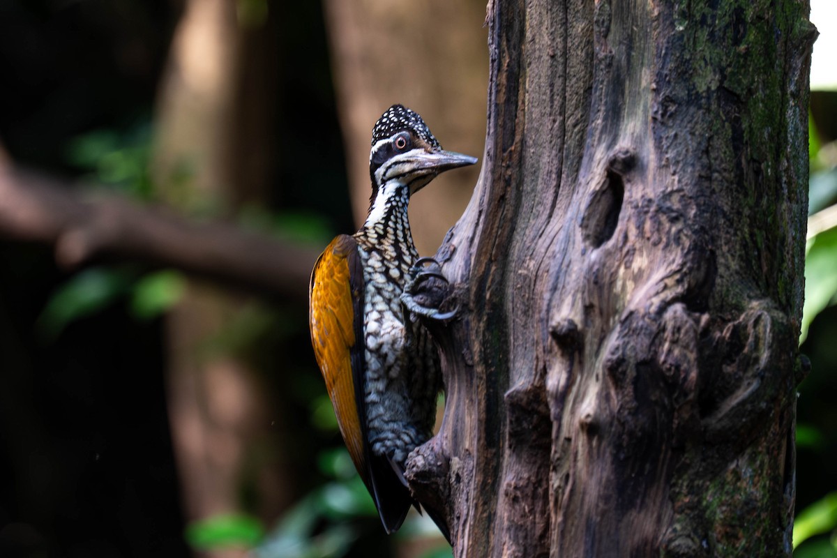 Greater Flameback - ML646252936