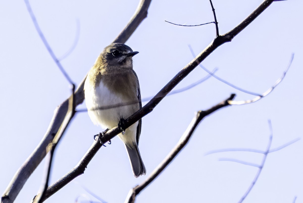 Eastern Bluebird - ML646252937