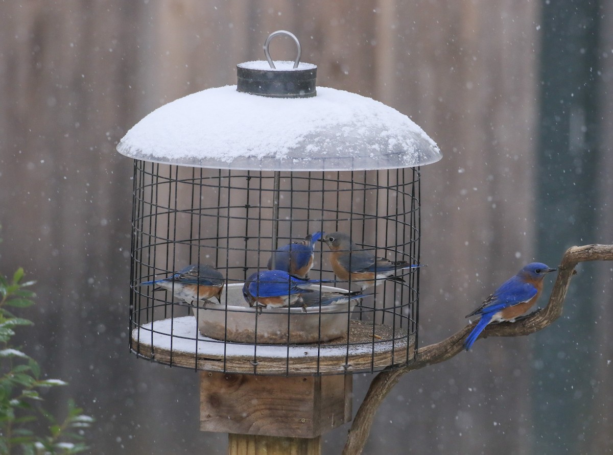 Eastern Bluebird - ML646252938