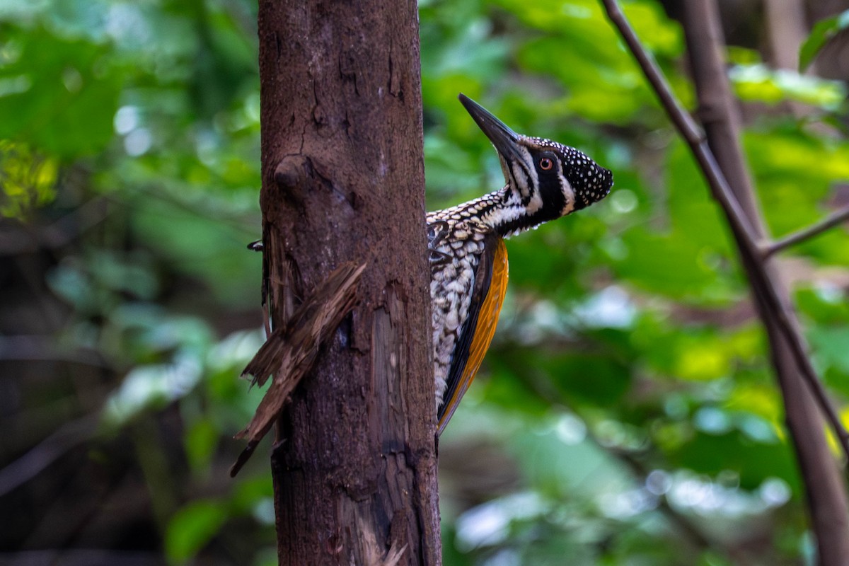 Greater Flameback - ML646252939