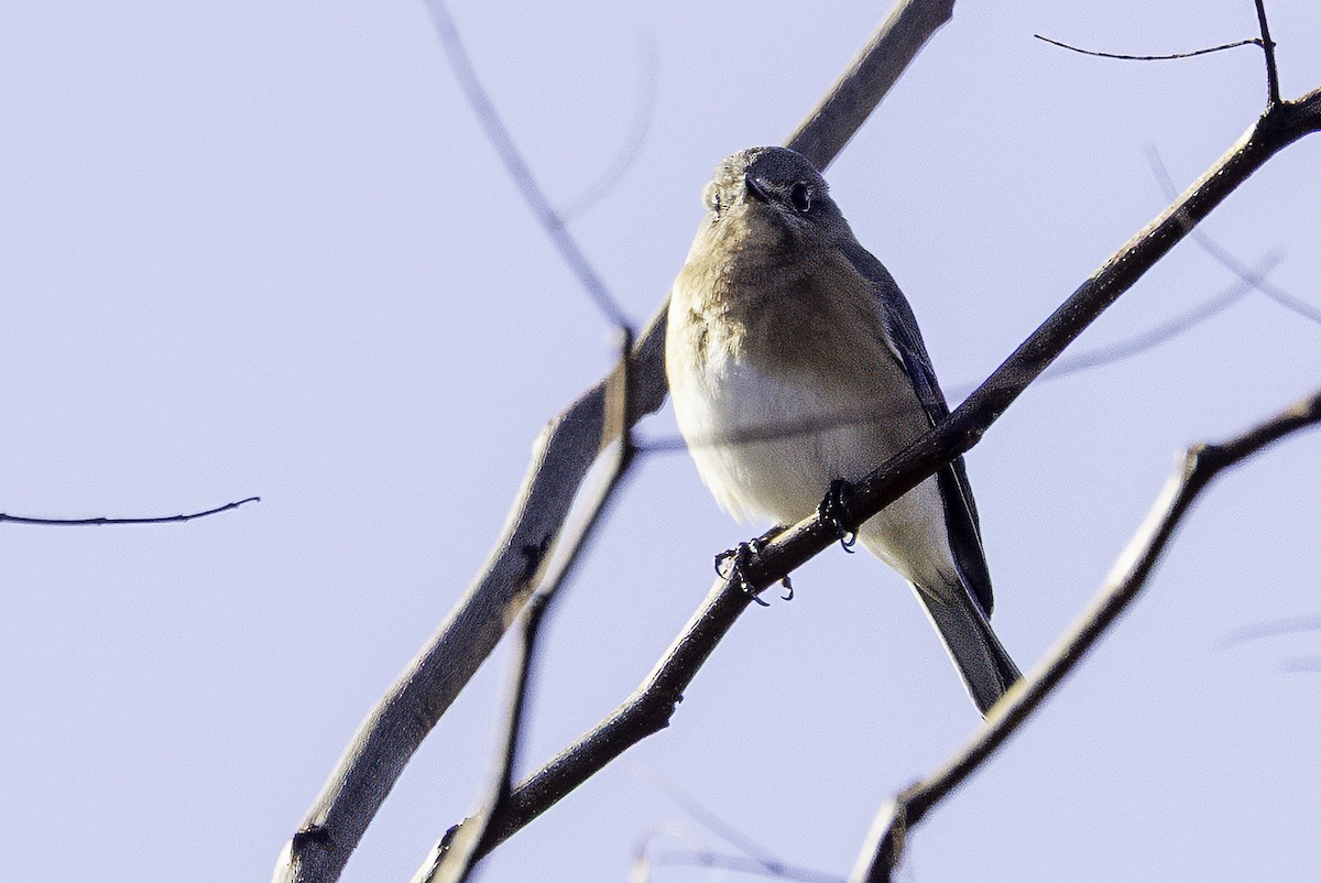 Eastern Bluebird - ML646252940