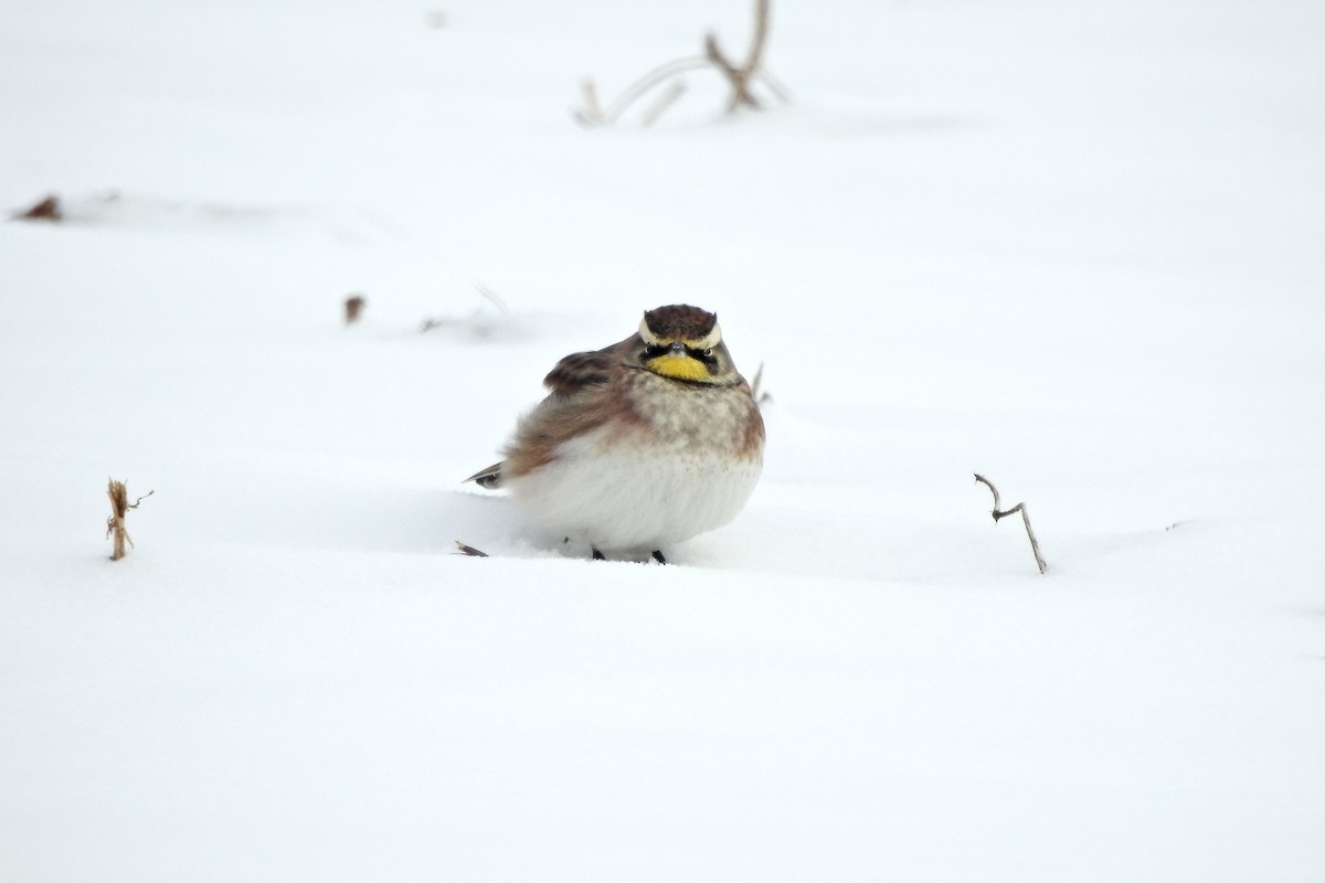 Horned Lark - ML646252947