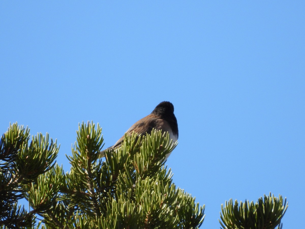 strnadec zimní - ML646252951