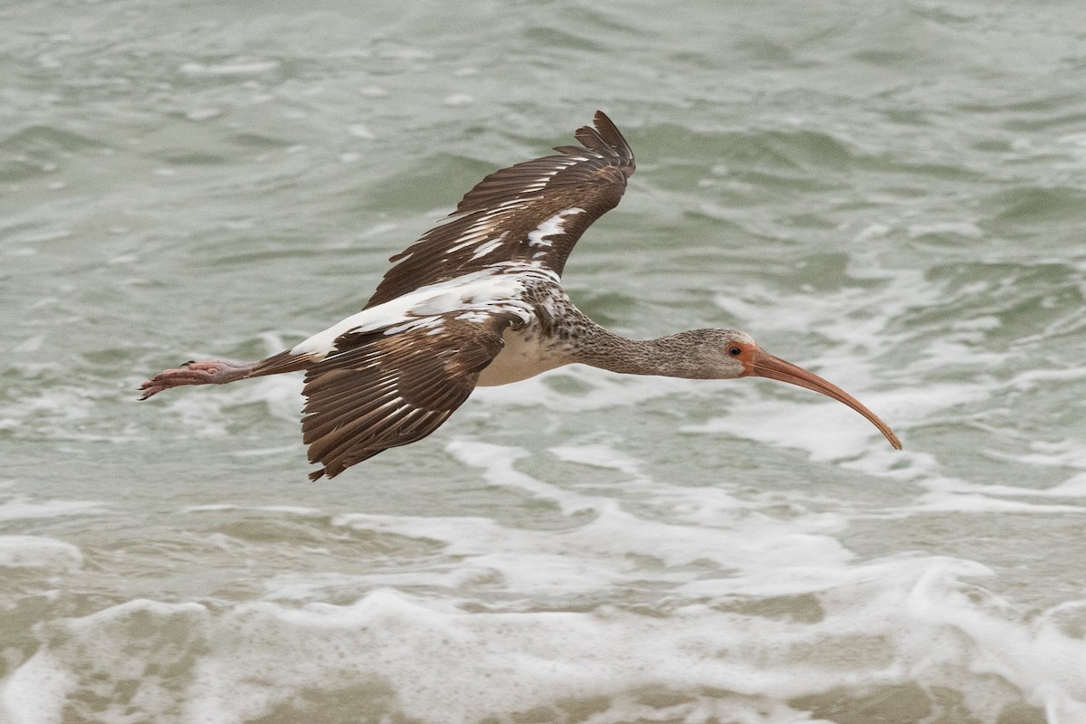 White Ibis - ML646252952