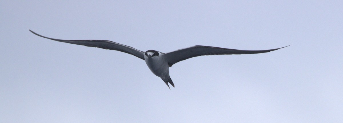 Sooty Tern - ML646252953