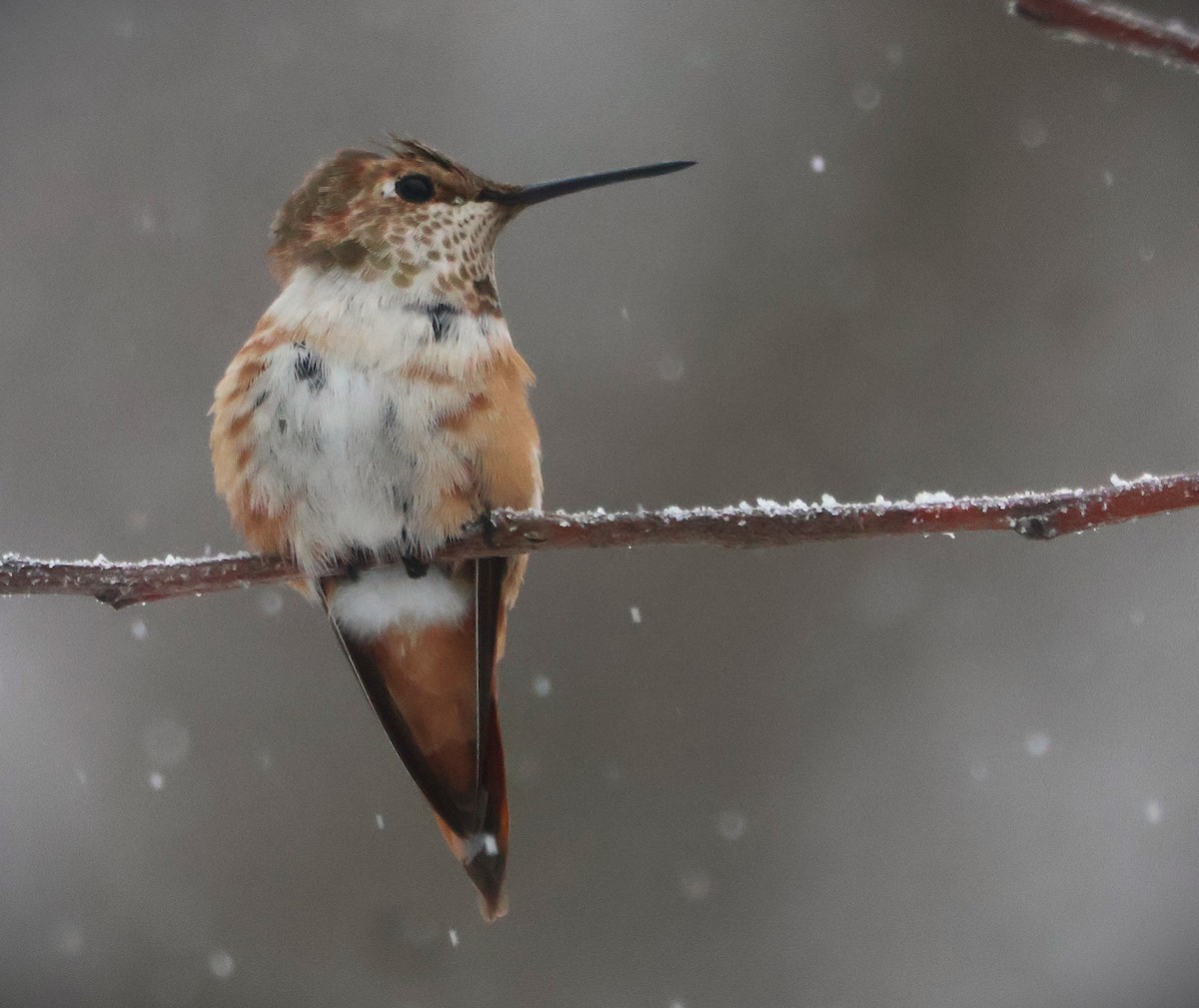 Rufous Hummingbird - ML646252957