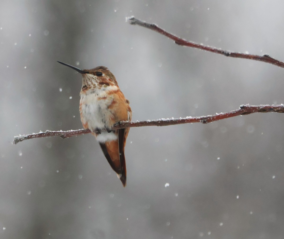Rufous Hummingbird - ML646252958