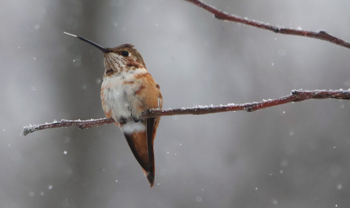Rufous Hummingbird - ML646252959