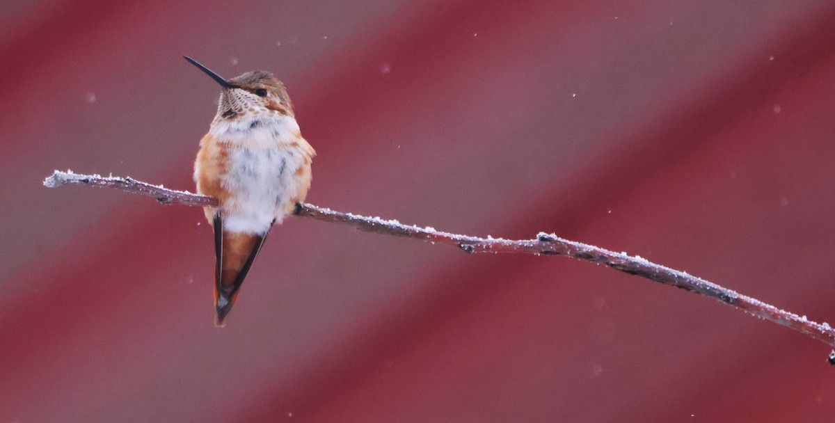 Rufous Hummingbird - ML646252960