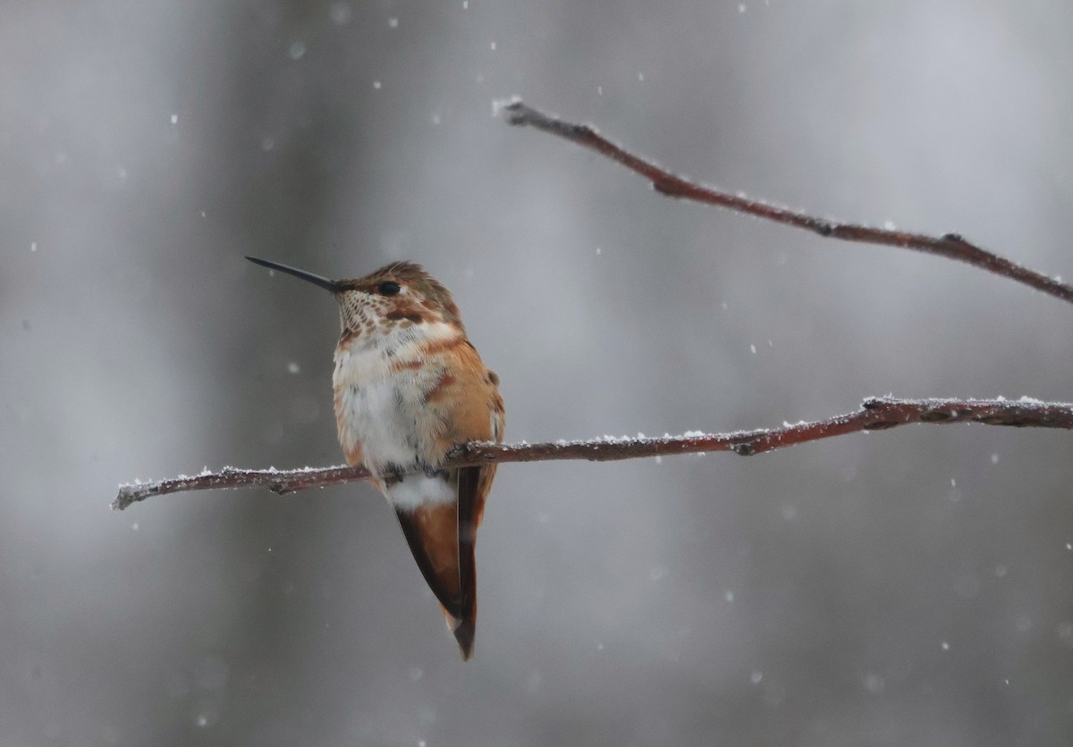 Rufous Hummingbird - ML646252961