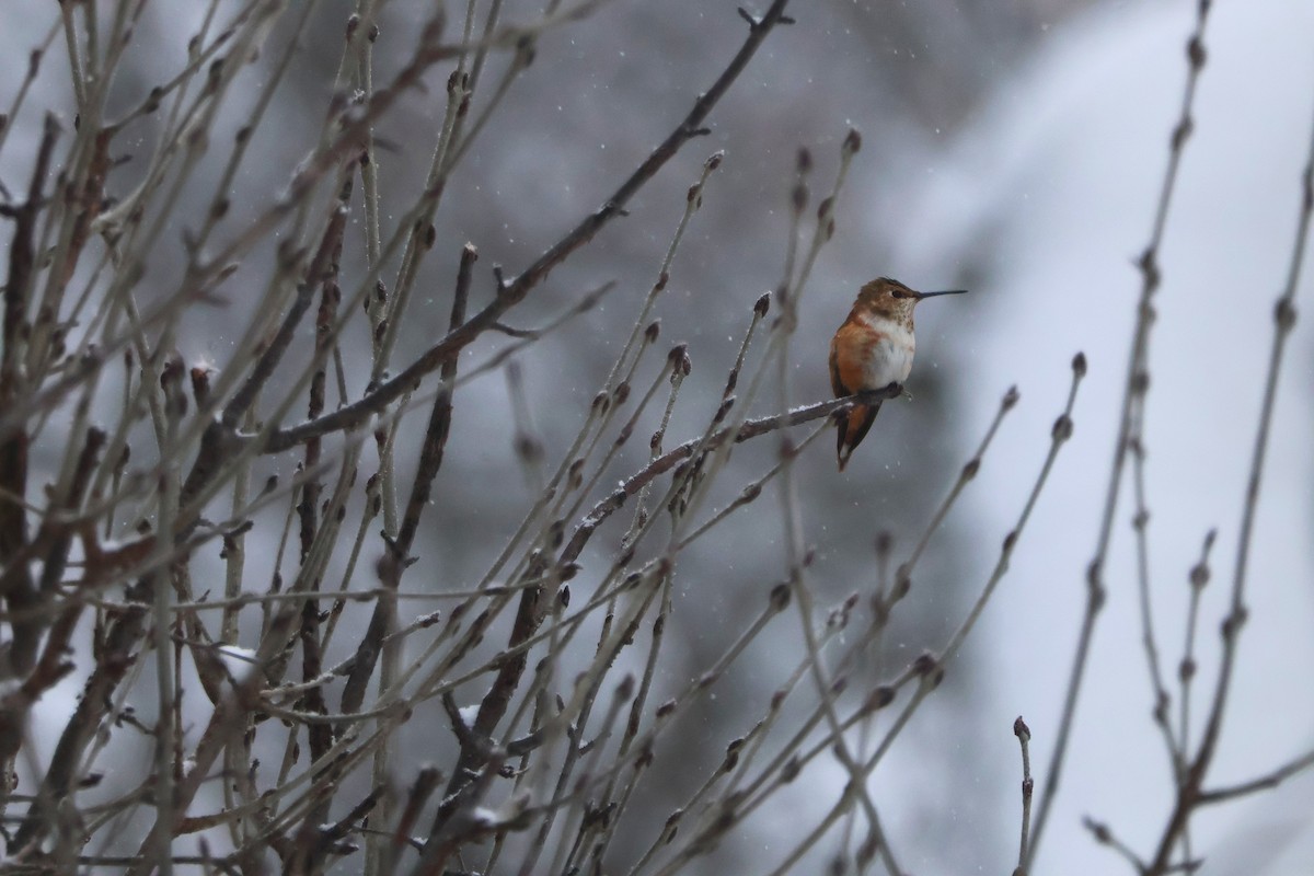 Rufous Hummingbird - ML646252962