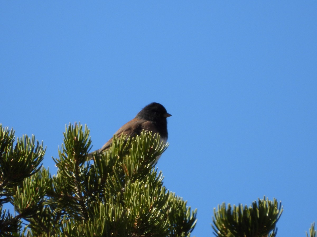 strnadec zimní - ML646252963